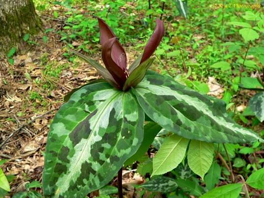 {Trillium decipiens}